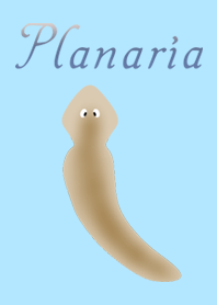 Planaria ( D.japonica )