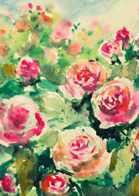 Beautiful rose flower(R4030)