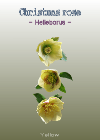 Christmasrose [Helleborus] Yellow