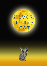 Silver Tabby CAT