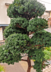 美麗的日本松樹
