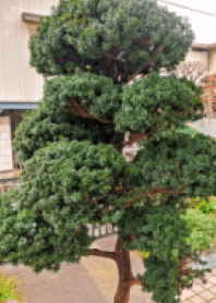 Beautiful pine tree in Japan