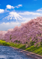 Mount Fuji & cherry blossoms