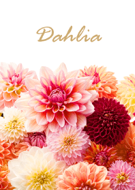 Dahlia vol.3