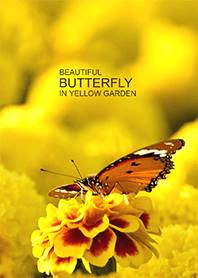 Beautiful Butterfly in Yellow Garden