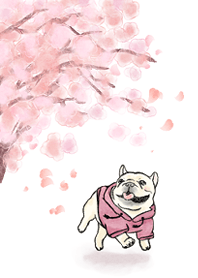 cherry blossoms and french bulldog.