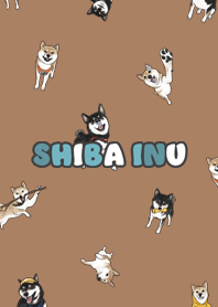 shibainu3 - caramel