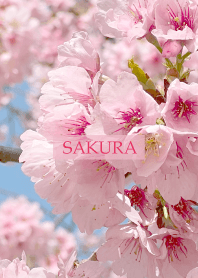 Spring is almost here -SAKURA-23