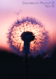 Dandelion Photo 7-21Not AI