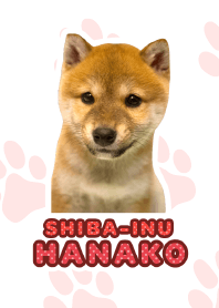 Shiba Inu Hanako [PhotoTheme*a43*]