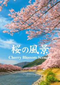 "Cherry Blossom Scenery vol.3" theme