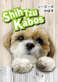 シーズー犬かぼす