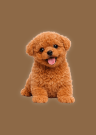 인형 스타일 토이푸들 테마 Brown 03
