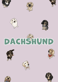 dachshund6 - taro