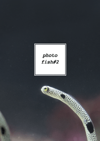 PHOTO-FISH#2