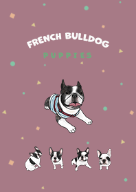 French Bulldog pied / dark rose