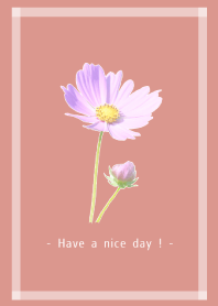 Pink Cosmos Theme -53-