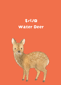 Water Deer red & yellow JP