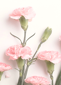 carnation pink