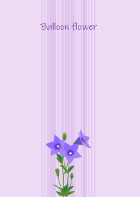 August's birth flower,Balloon flower