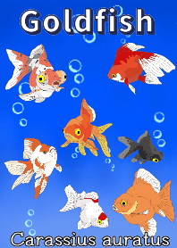 Goldfish Goldfish Goldfish