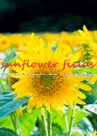 sunflower fields