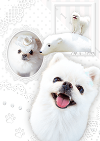 White Pomeranian Mio