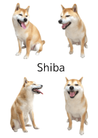柴犬の日常10【スマイル】