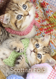 Good flends Scottish Fold