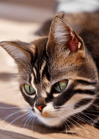 Nyanko Great Runaway#Machaz88.