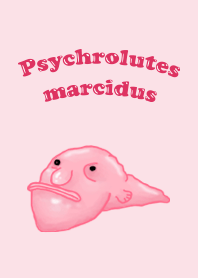 UGLY Psychrolutes marcidus