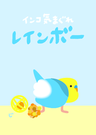 Budgie Yellow face SkyBlue Renewal