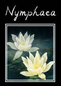 睡蓮nymphaea
