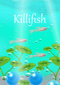 Killifish2