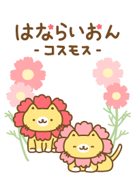 Flower lion_Cosmos