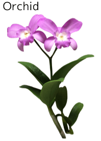 A lot of orchid