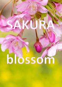 さくら咲く季節ver.2