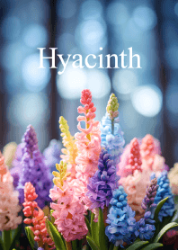 ヒヤシンス vol.2