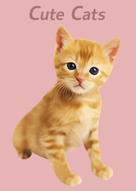 Cute Cats かわいいチャトラの子猫
