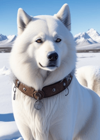 Siberian Husky   E17E28