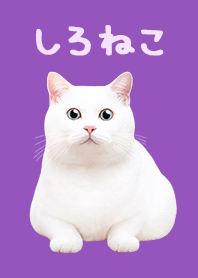 White Cat - Purple