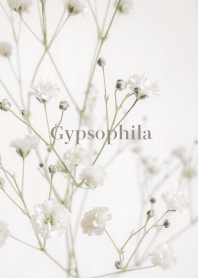 Gypsophila_01