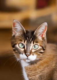 Cats Run Wild #CGVAJ023