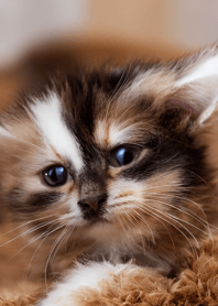 nyanko great runaway#mvhad227