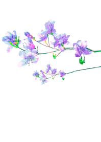 透明感あふれる花