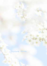 ユキヤナギのきせかえ