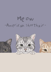 Meow - American Shorthair - DUSTY PURPLE