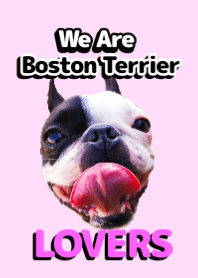 We are Boston Terrier Lovers