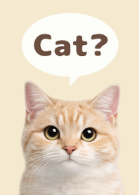 Gato Simples 2 Beige 05