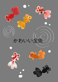 我養的泡泡眼金魚(霧灰色)